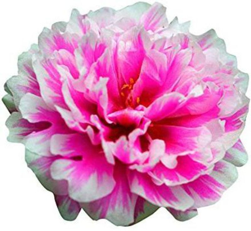 CYBEXIS Rare Portulaca Grandiflora Flower Seeds - Pink Seed  (50 per packet)