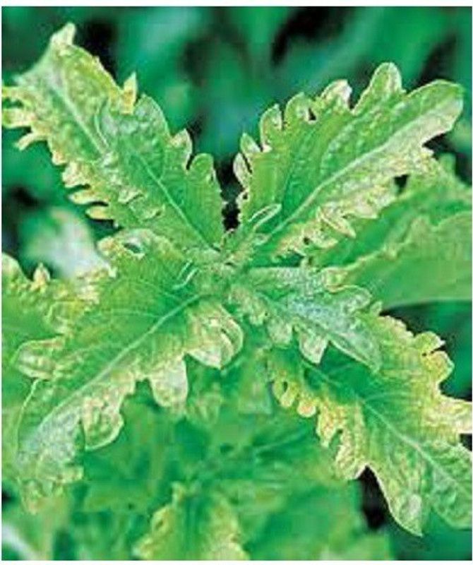 WILLVINE GUA-8 Basil Spicy Saber (Serrata) Seed  (2000 per packet)