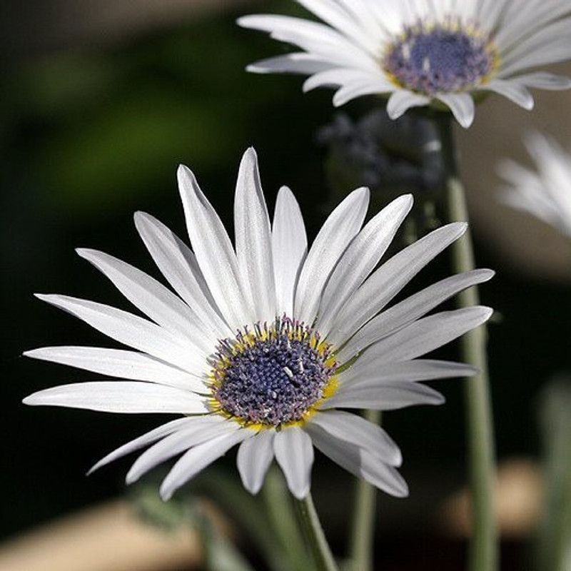 CYBEXIS Winter Season Blue Eyed Daisy Arctotis Grandis Seed  (1 g)