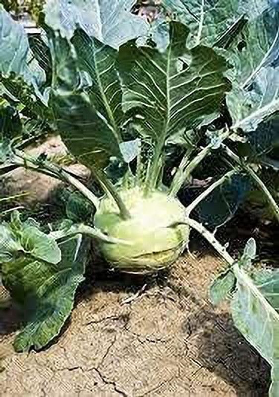 KANAYA (Knol Khol) Vegetables Seed  (325 per packet)