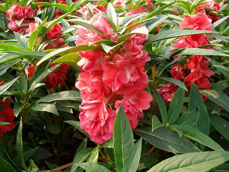 CYBEXIS Balsam Rose Gulab seeds Seed  (25 per packet)