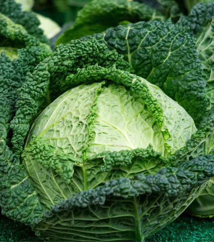 XOLDA Organic Cabbage Seed  (27 per packet)