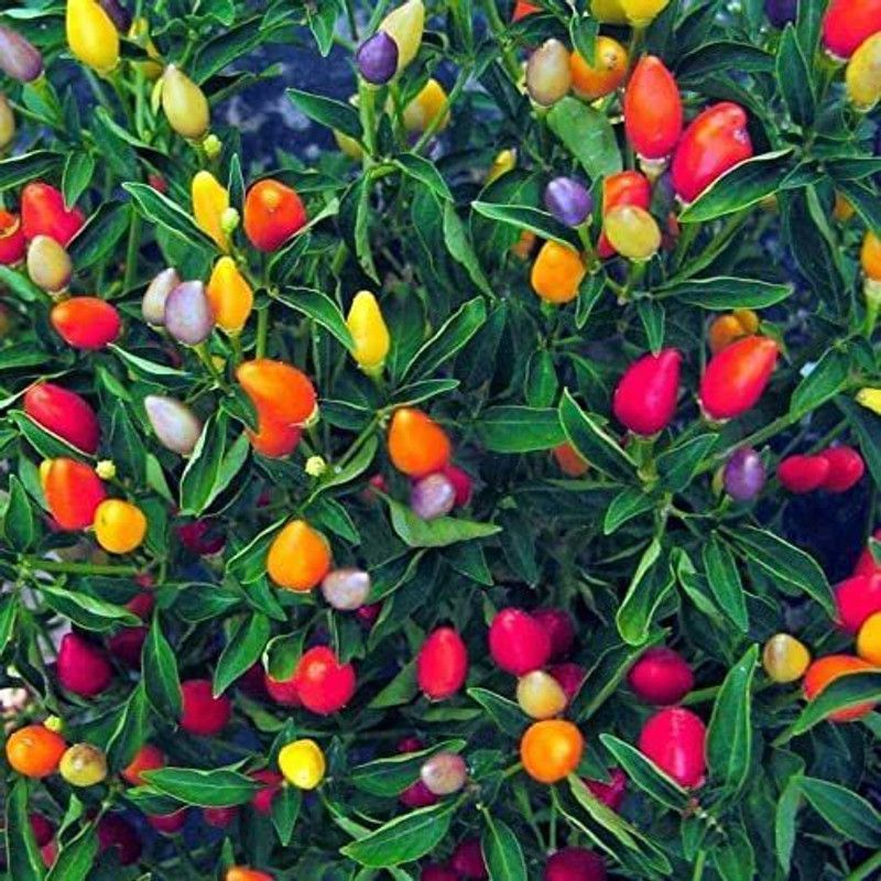 VibeX ® VMR-610 Chinese 5 Color Pepper Seeds Seed  (200 per packet)