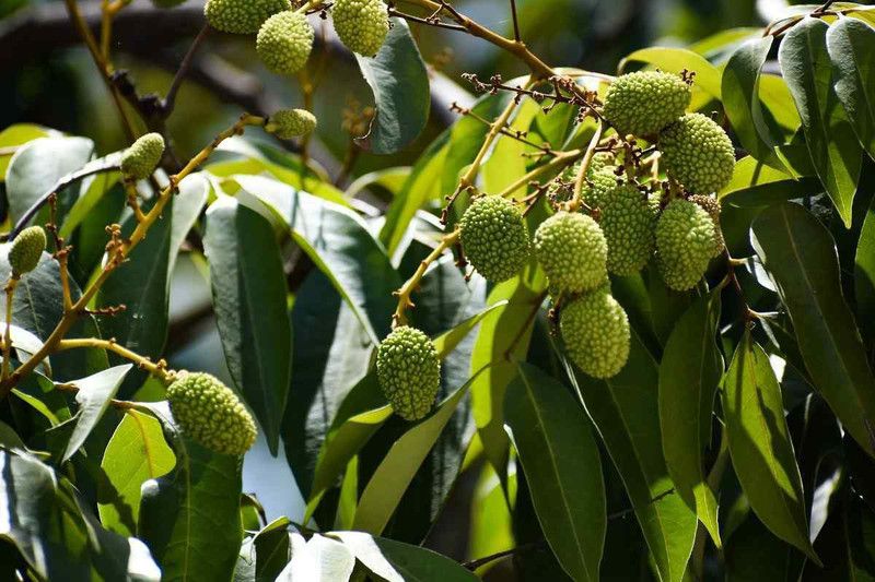 Cloud Farm Litchi Plant  (Hybrid, Pack of 1)