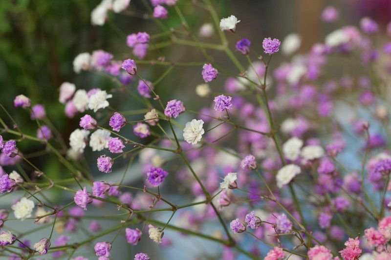 Nodoc Exotic gypsophila Seed  (40 per packet)