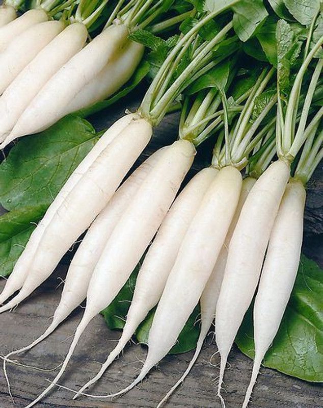 XOLDA Radish Seed  (95 per packet)