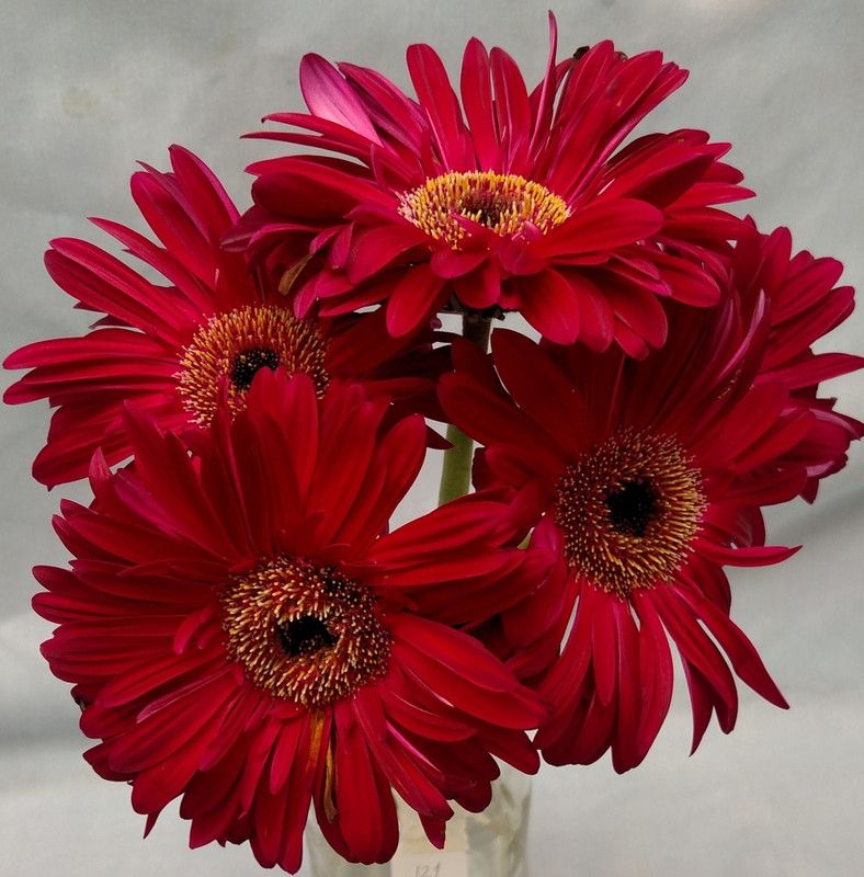 Nodoc Exotic daisy red Seed  (28 per packet)