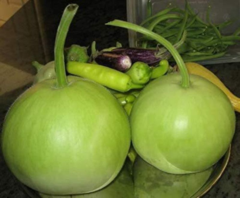 UGRA Round Lauki Bottle Gourd Seeds Seed  (500 per packet)