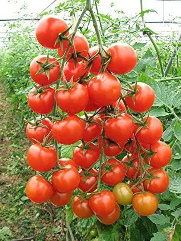 KANAYA Tomato Hybrid Seed  (950 per packet)