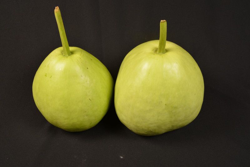 UGRA Calabash Gourd Round Bottle Gourd Seed  (80 per packet)