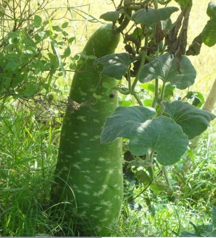 UGRA NAM TAO YAI Bottle Gourd Seeds Seed  (20 per packet)