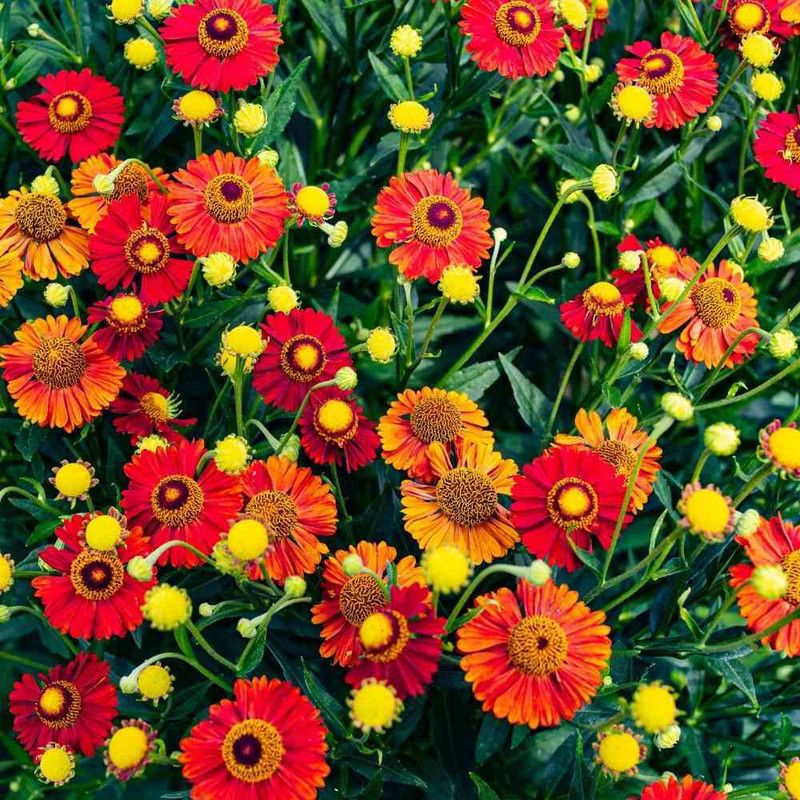 XOLDA Exotic gallardia Seed  (28 per packet)