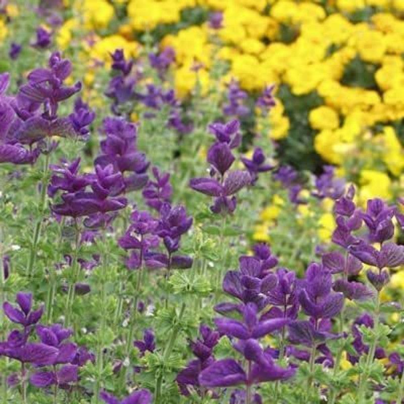 CYBEXIS TLX-92 - Clary Sage Blue Monday - (1350 Seeds) Seed  (1350 per packet)