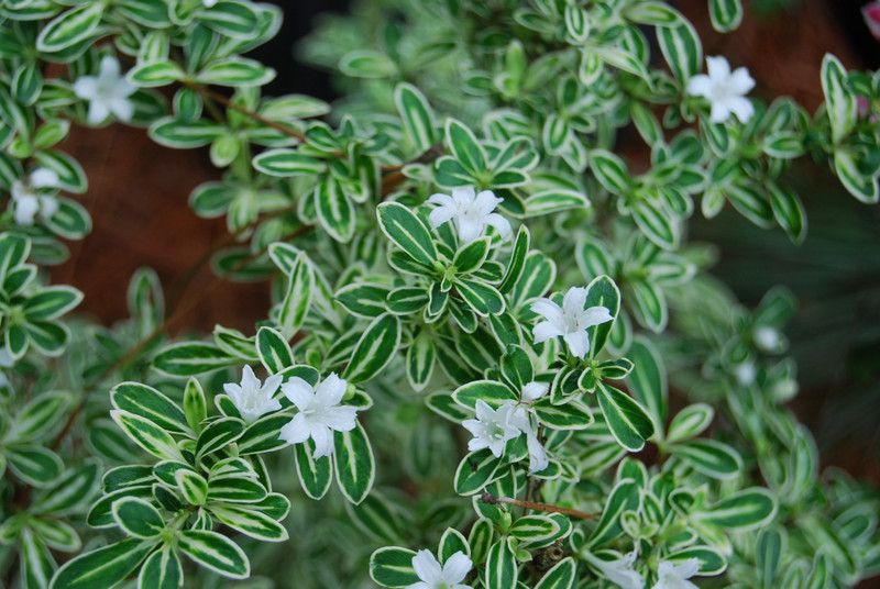 Kapebonavista serissa foetida plant, it is a plant not a seed Seed  (1 per packet)