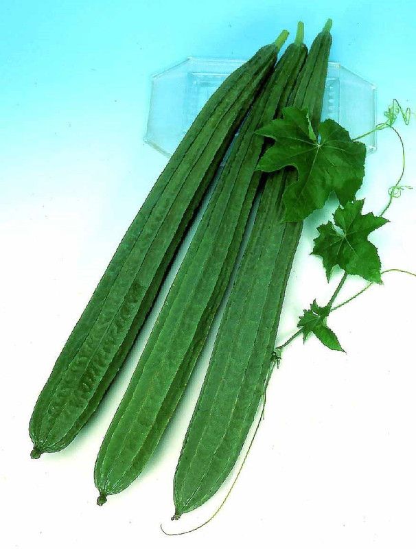 UGRA Sponge Gourd: MIRIAM Seed  (60 per packet)