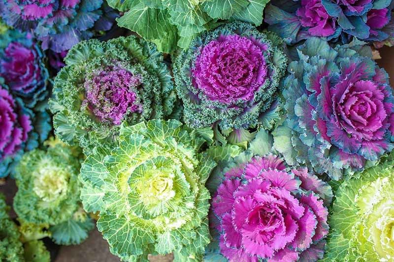 Nodoc Ornamental kale Seed  (31 per packet)