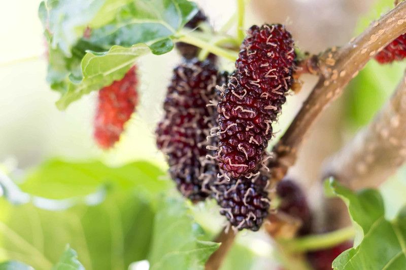 Oxygreenpiant Shahtoot/Mulberry Plant  (Hybrid, Pack of 1)