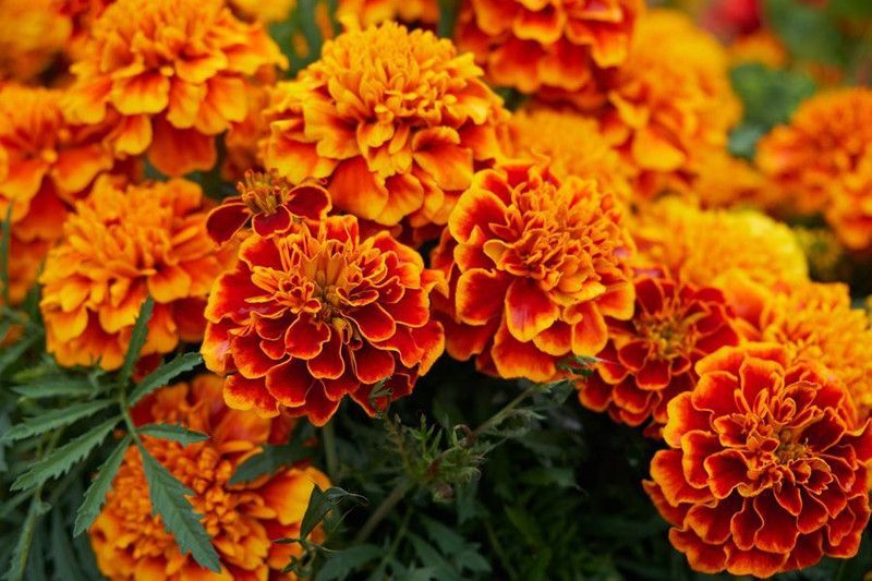 Nodoc Marigold orange flower Seed  (45 per packet)