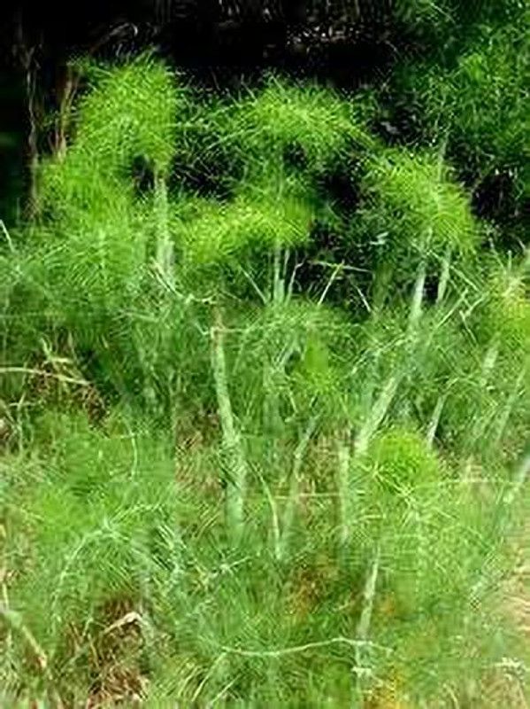 PMB Organic sweet fennel Seed  (38 per packet)