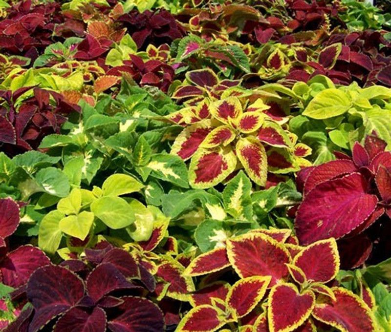 PMB Coleus Rainbow Mixed Seed  (135 per packet)