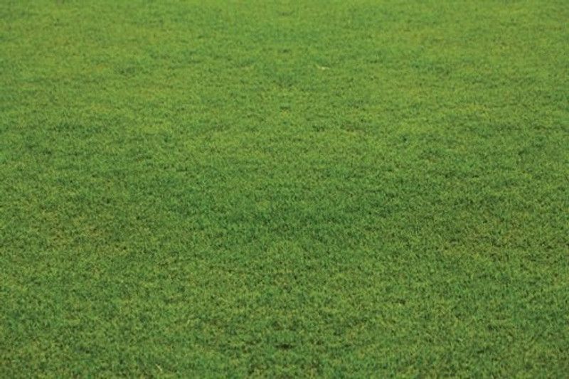 PLANTZON Lawn Grass Seed  (25 per packet)