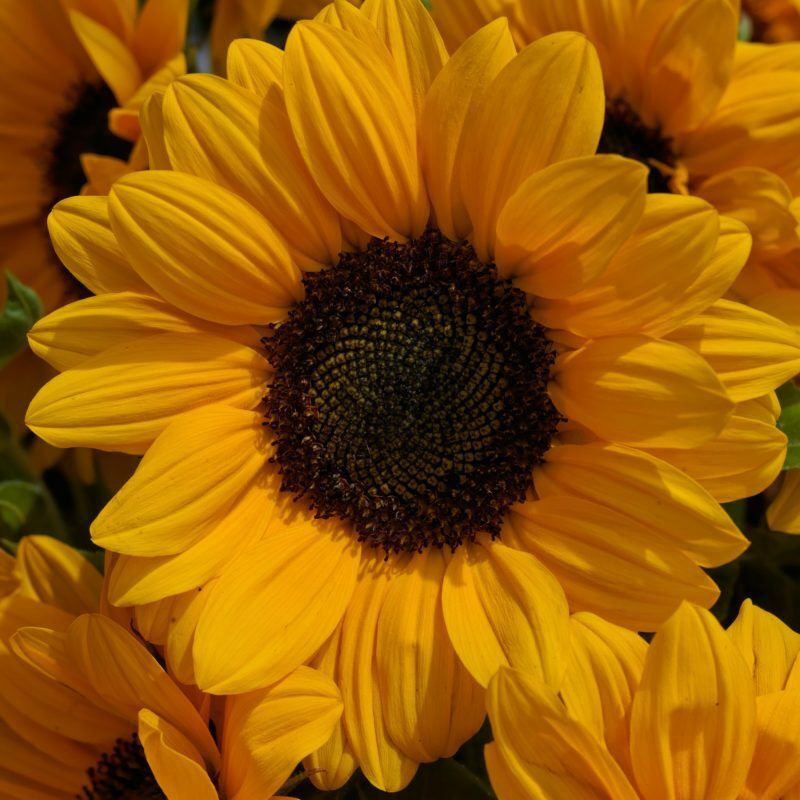 Nodoc Exotic sunflower Seed  (43 per packet)