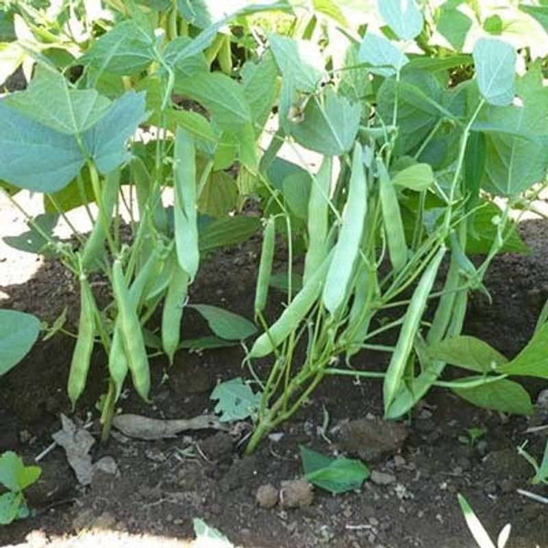 Nodoc Beans Seed  (43 per packet)