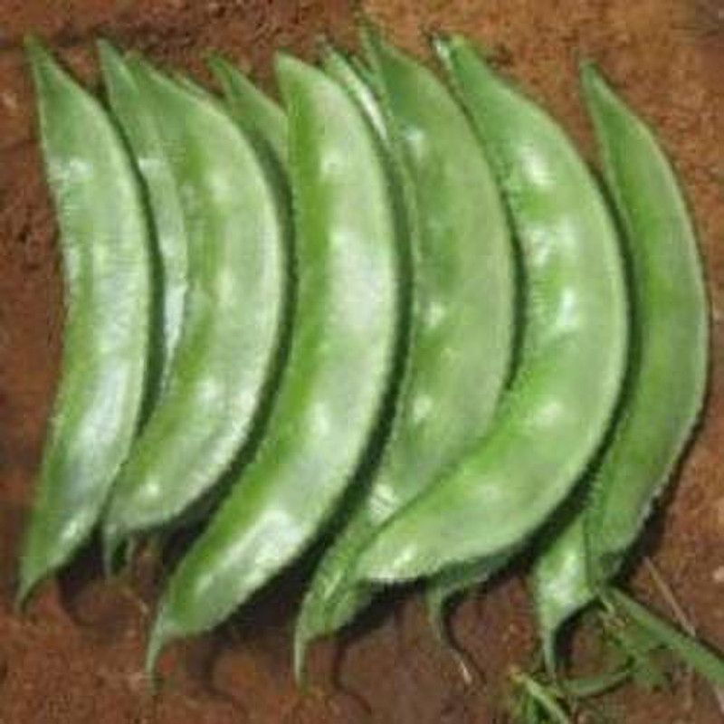 Mozette Hybrid Dolichos Seed  (70 per packet)
