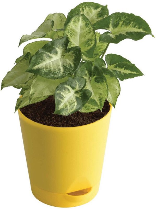 EZtect Syngonium Plant  (Hybrid, Pack of 1)