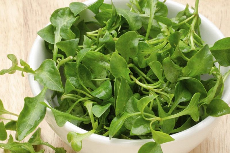 Mozette WaterCress Seed  (31 per packet)