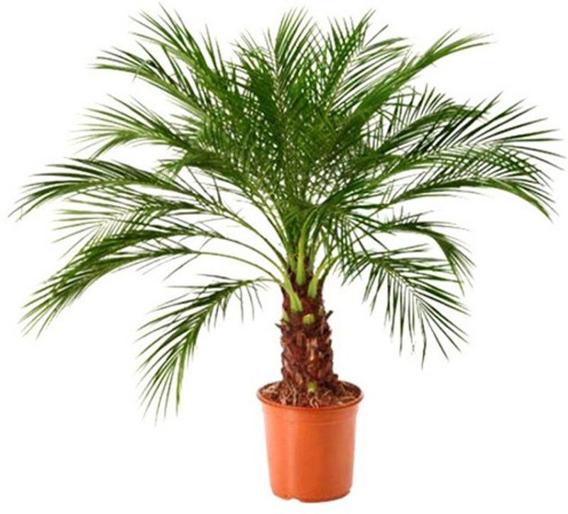 LushGreen Phoneix Palm Plant  (Hybrid, Pack of 1)