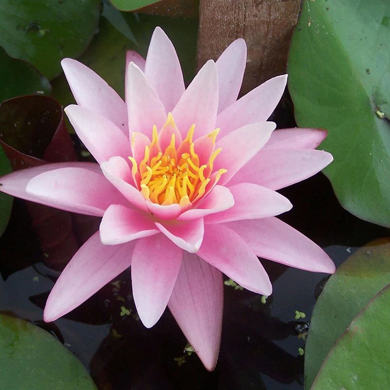 VibeX ® VMR-324 Pink Lotus Water Lily Flower Seeds Seed  (25 per packet)