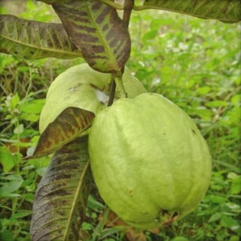 Platone Guava Plant  (Hybrid, Pack of 1)