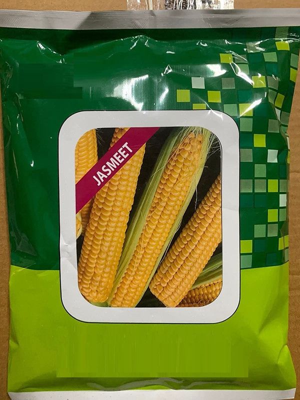 VibeX ® VLR-870 Sweet Corn JASMIT Seeds Seed  (500 per packet)