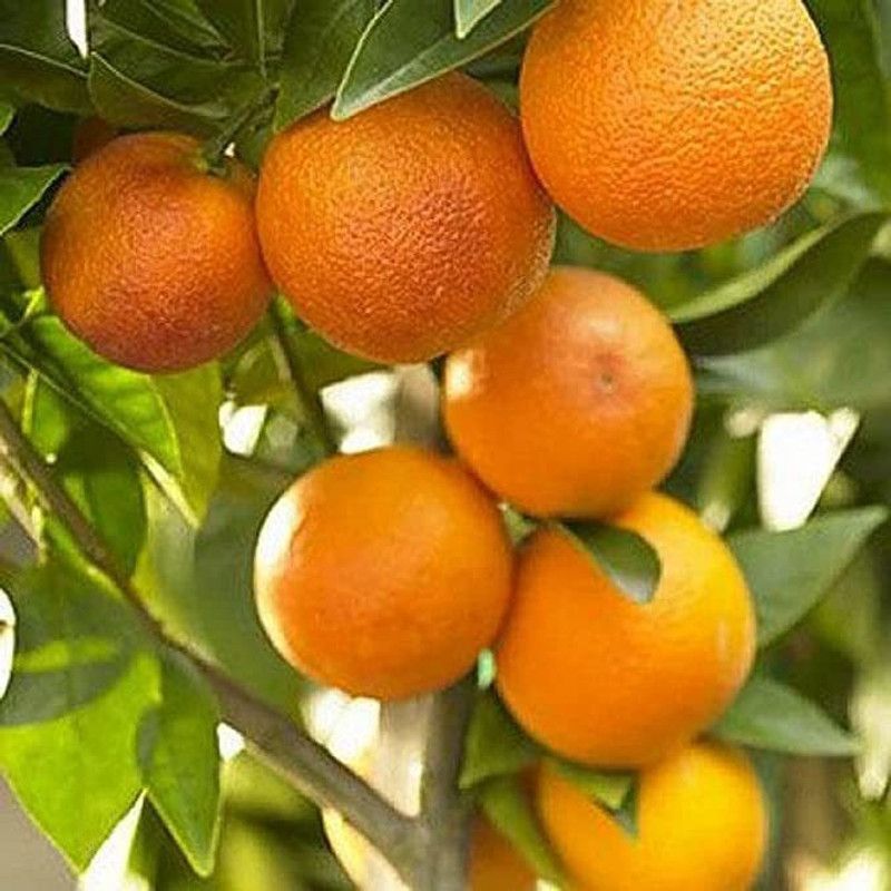KANAYA Orange Fruit Hybrid Seed  (30 per packet)