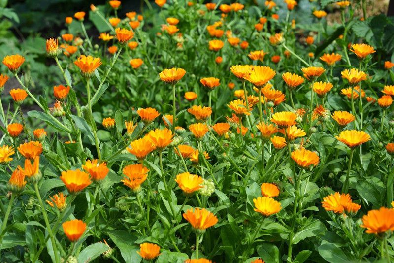 XOLDA Calendula flower Seed  (19 per packet)