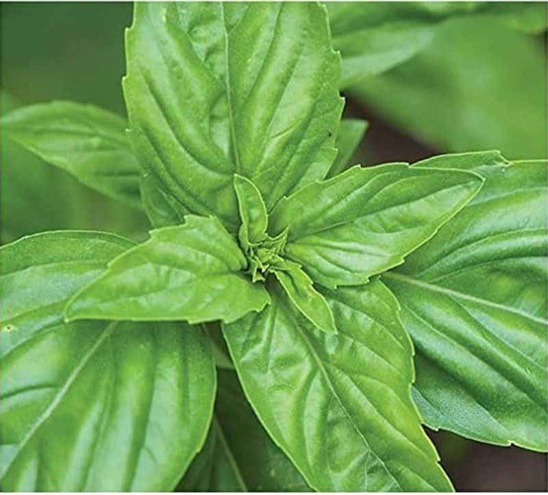 VibeX ® VMR-99 Sweet Large Leaf Basil Seed  (1000 per packet)