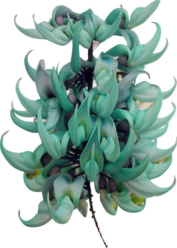 Futaba Jade Vine Flower Seeds-Aqua-5Pcs Seed  (5 per packet)