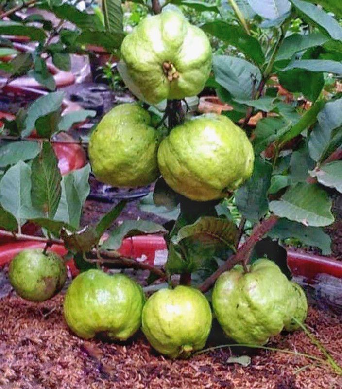 Fruitful Guava Plant  (Hybrid, Pack of 1)