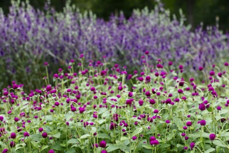 Paudha Gomphrena Purple Seed  (40 per packet)