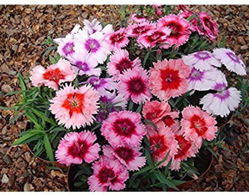Mozette Diantnus Seed  (91 per packet)