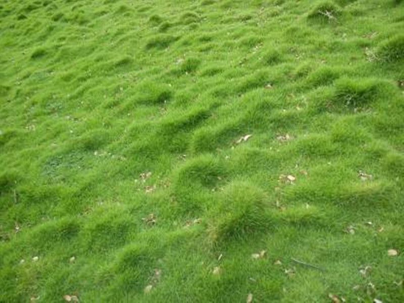 FRESH SEEDS  Live Carpetgrassseed Seed ( 220 Seeds ) Seed  (220 per packet)