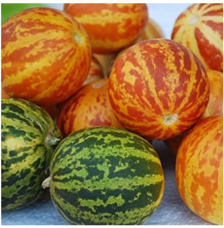 UGRA Cucumis melo Kachri | Wild Melon Seed  (50 per packet)