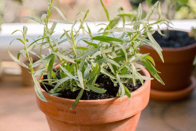 FERNSFLY Tarragon Organic Herb Hybrid Seeds for Home and Garden seeds pack for Gardening Planting. Seed  (40 per packet)