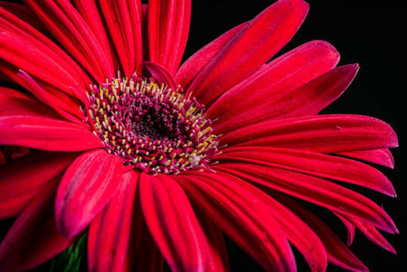 PMB Exotic daisy red Seed  (27 per packet)