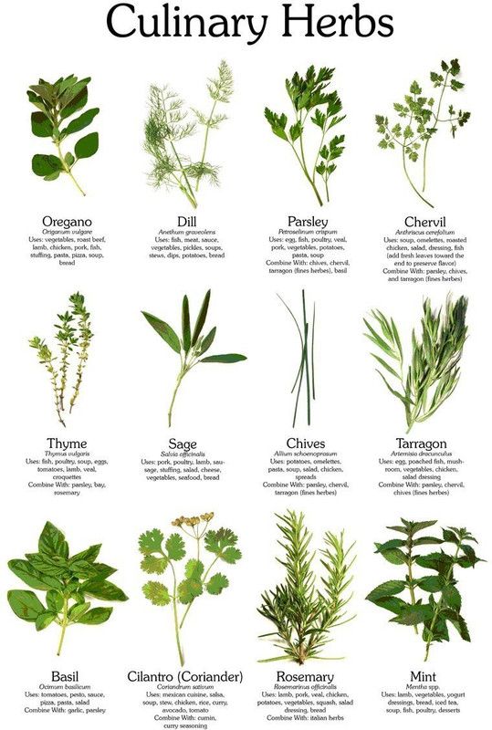 VibeX Culinary herb seeds kit Seed  (420 per packet)