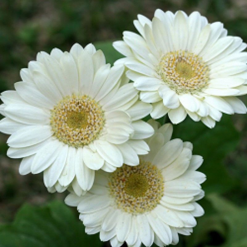 XOLDA Gerbera Mix Flower Seed  (12 per packet)