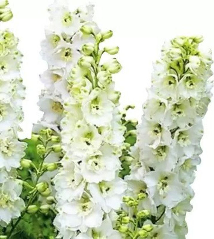 Aro Delphinium Seed  (192 per packet)