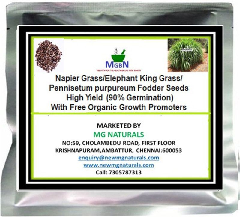 MGBN New Napier Grass/Elephant King Grass (90% Germination) 9Gm (450 Seeds) Seed  (450 per packet)