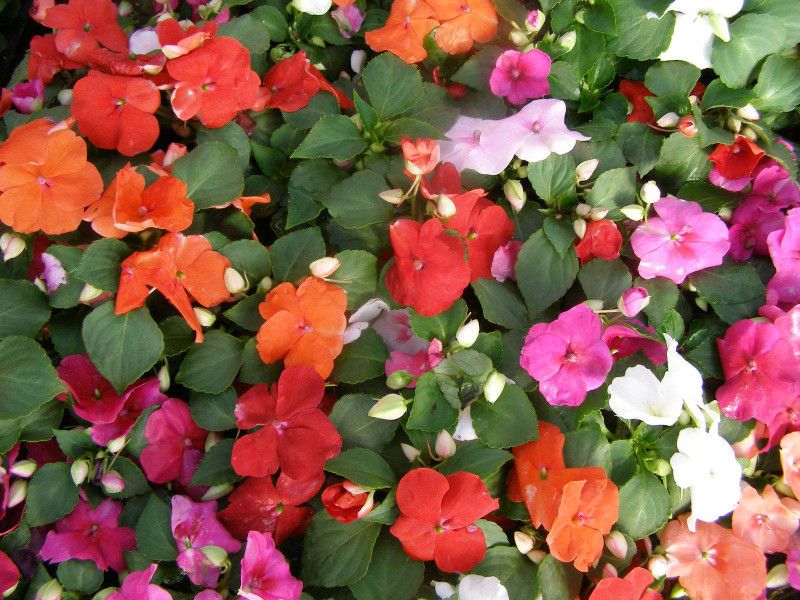 SAGAR Impatiens Mixed Seed  (300 per packet)